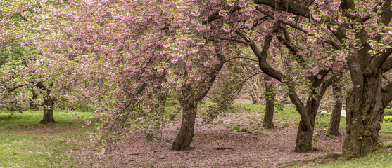 Central Park, New York City spring