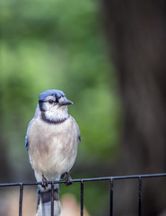 blue jay, Cyanocitta cristata