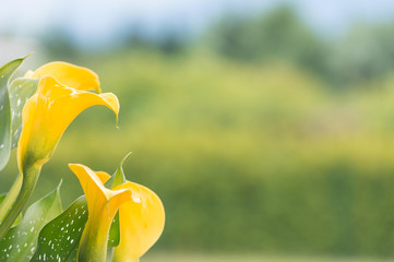 Zantedeschia - Callalilie - gelb © Picture-Design