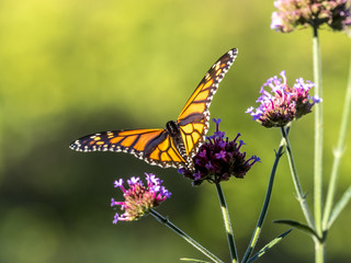  monarch butterfly (Danaus plexippus)