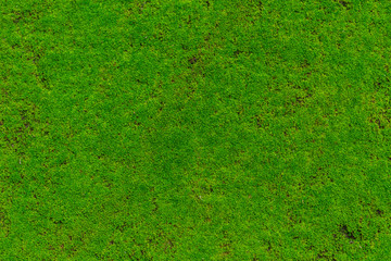 Fototapeta premium Green Moss, Moss plant cover stone wet moist in the rain forest.