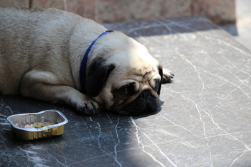 chien carlin qui fait la manche