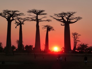 Fototapeta na wymiar Coucher de soleil sur l'allée des baobabs à Madagascar