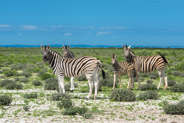 Zebras in Etosha national park, Namibia