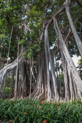 Alte Großblättrige Feige im Botanischen Garten von Puerto de la Cruz