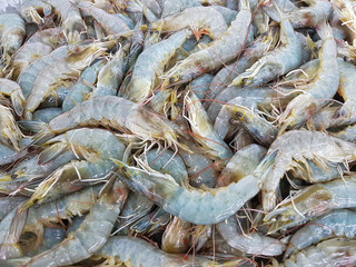 close-up fresh shrimp on ice in supermarket