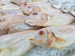 fresh ornate threadfin bream fish in ice sale in supermarket in Thailand