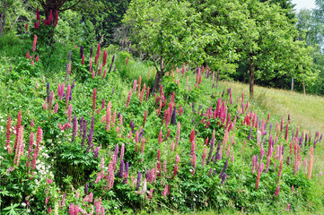 Lupinen