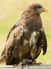 Bird of Prey