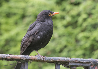 blackbird sitting on fence