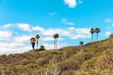 Palm trees in Tenerife