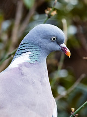 pigeon 