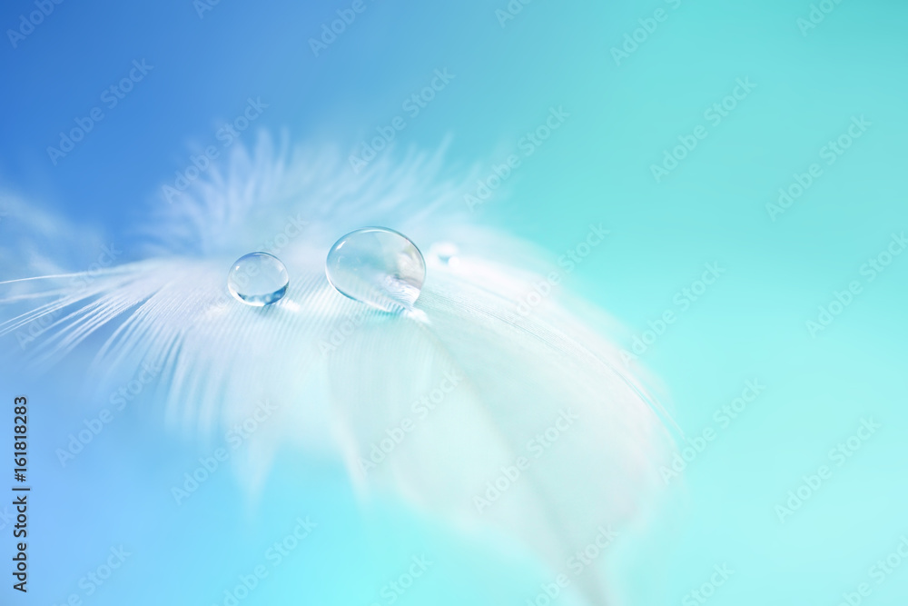 Poster background with bird feather. white light airy soft feather with transparent drops of water on turqu