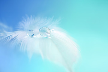 Background with bird feather. White light airy soft feather with transparent drops of water on ...