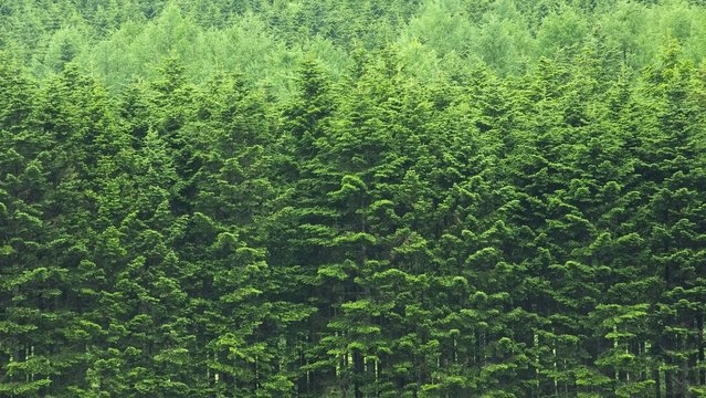 Fototapeta エゾマツの森