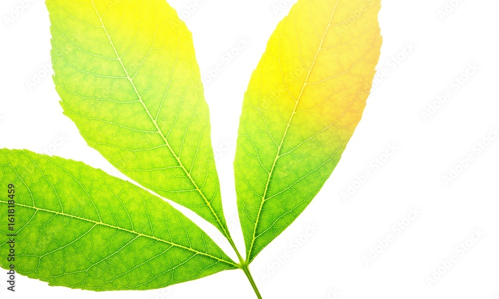 Poster beautiful autumn leaf close-up isolated on white background. transition from green to yellow.
