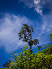 Obraz na płótnie Canvas Tree Against A Blue Sky
