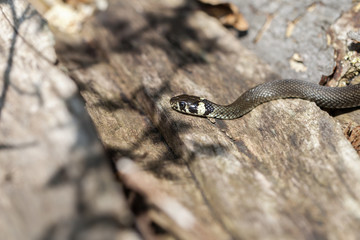 Ringelnatter auf der Jagd - Makroaufnahme