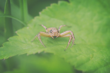 Krabbenspinne - Thomisidae