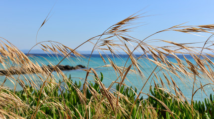 Yellow ears of corn and green grass on a background of sea and sky