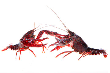 Crawfish, white background, close-up