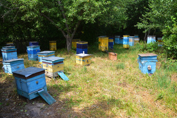 Cozy Colorful Beehives for Honey Bee Raw Linden Honey. Apiculture beekeeping.