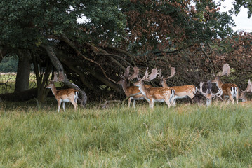 A herd of fallow deers in the wood (Dama dama) in Denmark