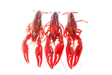 Crawfish, white background, close-up