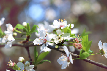 weiße Blüte, Kirschblüte