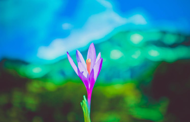 Crocus bright violet spring flower, mountains and blue sky on the background. Mountain saffron flower backdrop. Close up, blurred background.