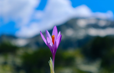 Crocus bright violet spring flower, mountains and blue sky on the background. Mountain saffron flower backdrop. Close up, blurred background.