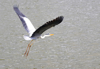 アオサギ