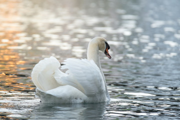 White swan in the lake