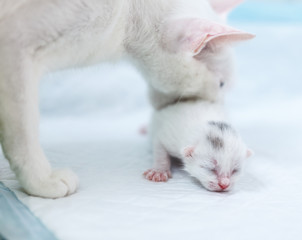 White Cat Carrying White Kitten back to the den
