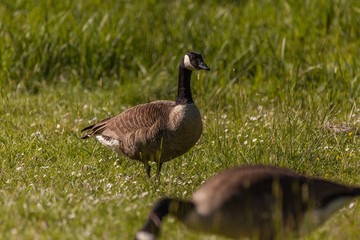 Wildgänse auf der Wiese