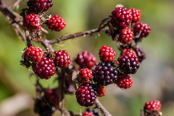 unripened blackberries