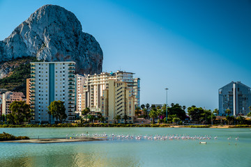 Flamingo-See Calpe