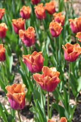 Tulipes dentelle rouge orangé au printemps au jardin