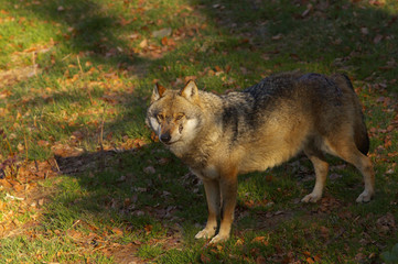 Injured wolf excluded by its pack