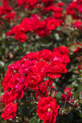 Fototapeta premium 鮮やかな薔薇園