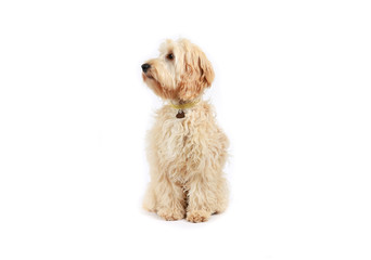 Cockapoo sitting on a white background