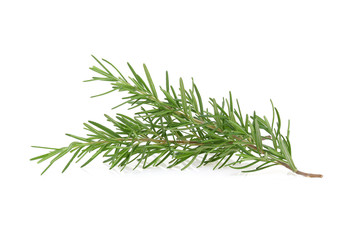 rosemary isolated on white background