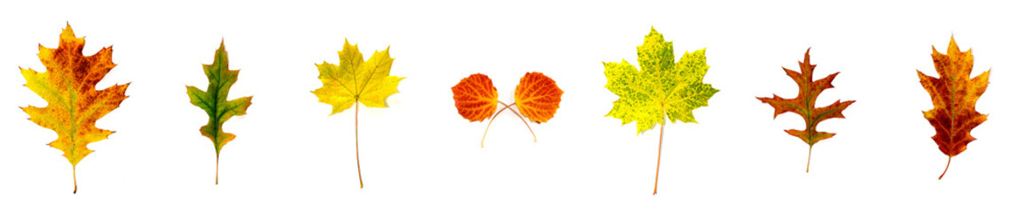 verschiedenfarbige Blätter liegen nebeneinander auf weißem Hintergrund