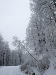 Snowy country road and frosty trees