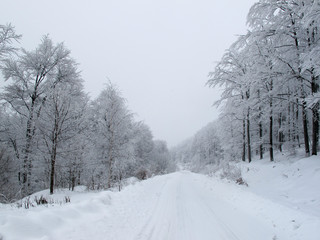 Snowy country road and frosty trees