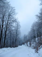 Snowy country road and frosty trees