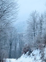 Snowy country road and frosty trees