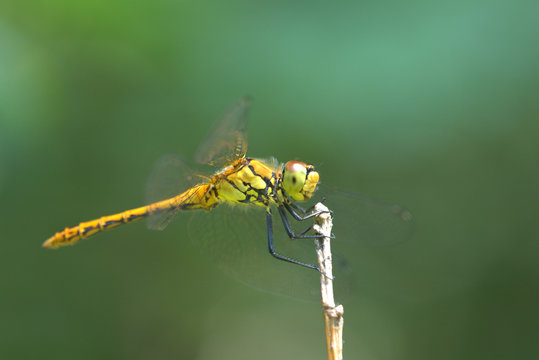 Heidenlibelle auf Ast