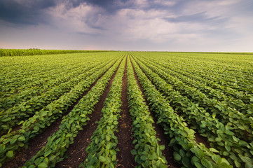  Agricultural soy plantation on sunny day - Green growing soybeans plant - obrazy, fototapety, plakaty