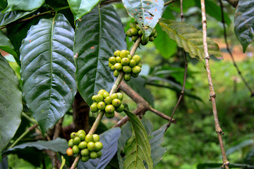 Coffee Tree